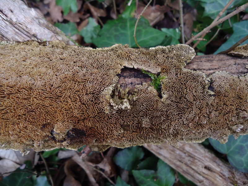 Gommoso ... (Datronia mollis)